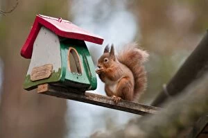 Red Squirrel - eating nut at house bird feeder