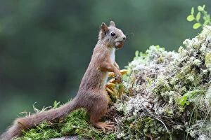 Images Dated 31st July 2008: Red Squirrel - eating nut. Scottish Moor - Aviemore - Scotland