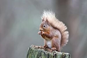 Images Dated 18th February 2008: Red Squirrel - eating nut. Scottish Moor - Aviemore - Scotland