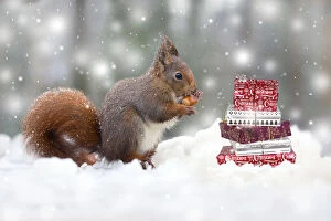 Red Squirrel, eating nut in snow, UK Digital manipulation