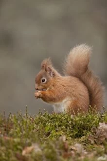 Images Dated 19th February 2011: Red Squirrel - eating nuts on woodland floor - February - Aviemore - Scotland