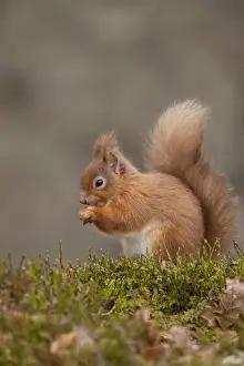 Scottish Prints: Red Squirrel - eating nuts on woodland floor - February - Aviemore - Scotland