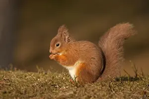 Scottish Prints: Red Squirrel - eating nuts on woodland floor in morning sunshine - February - Aviemore - Scotland
