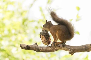 Breakfast Gallery: Red Squirrel is eating a pinecone     Date: 20-07-2021