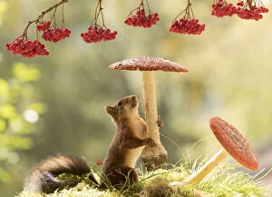 Images Dated 1st September 2021: Red Squirrel eating a toadstool Date: 01-09-2021