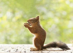 Images Dated 25th July 2021: Red Squirrel is eating a walnut with closed eyes
