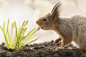 Images Dated 8th May 2021: Red Squirrel eating a white Muscari flower