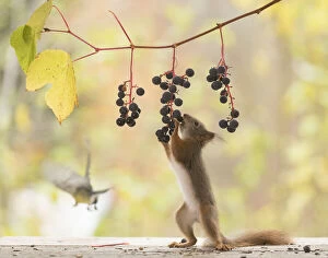 Images Dated 3rd October 2021: Red Squirrel eats a grape from a branch Date: 02-10-2021