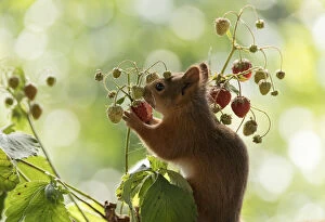Images Dated 9th July 2021: Red Squirrel eats a strawberry Date: 08-07-2021