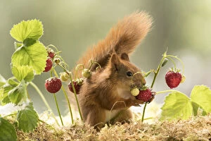 Smell Gallery: Red Squirrel eats a strawberry     Date: 16-07-2021