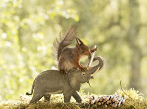 Sciurus Vulgaris Collection: Red Squirrel on an elephant with a tree pin