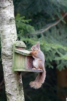 Images Dated 1st April 2012: Red Squirrel - at feeder