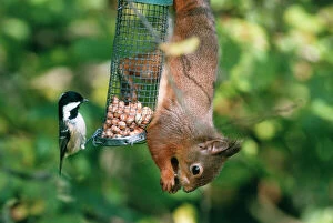 Red Squirrel - on feeder with Coal Tit