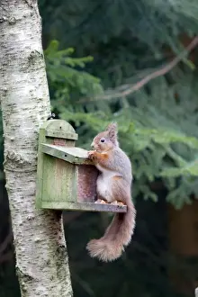 Peanut Prints: Red Squirrel - at feeder - Scotland - UK