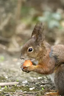 Red squirrel - feeding