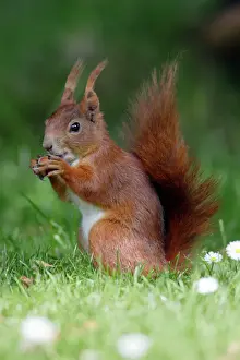 Gathering Prints: Red Squirrel - Feeding on hazel nuts in garden Lower Saxony, Germany