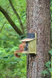 Vulgaris Gallery: Red Squirrel at feeding station, Newborough Warren