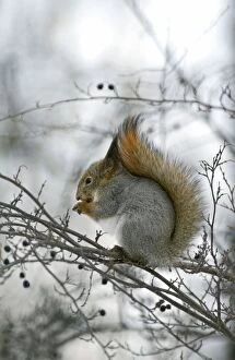 Vulgaris Gallery: Red Squirrel - feeds actively on frozen berries
