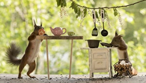 Breakfast Gallery: Red Squirrel female and young in a kitchen     Date: 04-06-2021