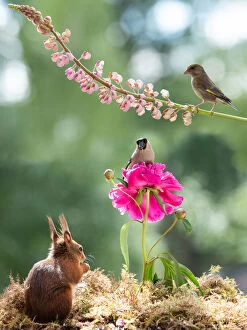 Chloris Chloris Gallery: red squirrel and finch with a peony and lupine flower Date: 19-06-2018