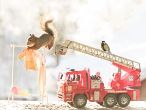Accidents Gallery: Red Squirrel on a firetruck     Date: 14-11-2021