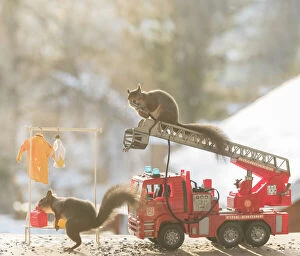 Red Squirrel on a firetruck Date: 15-11-2021