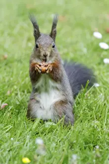 Red Squirrel - on garden lawn eating hazel nut, Lower Saxony, Germany