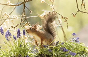 Red Squirrel with grape hyacinth Date: 19-05-2021