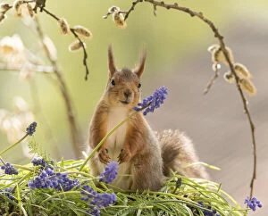 Red Squirrel with grape hyacinth flowers Date: 19-05-2021