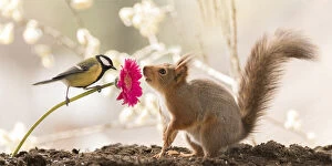 Images Dated 8th May 2021: Red Squirrel with a great tit and a daisy
