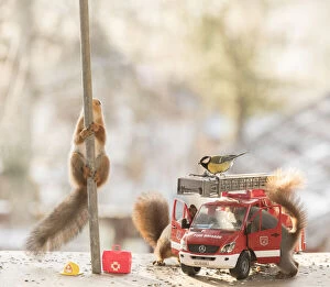 Rescue Gallery: Red Squirrel and great tit on a firetruck Date: 18-11-2021