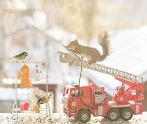 Accidents Gallery: Red Squirrel and great tit on a firetruck     Date: 15-11-2021