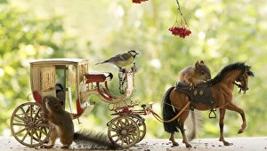 Images Dated 1st September 2021: Red Squirrel and great tit with an horse and a horse carriage Date: 01-09-2021