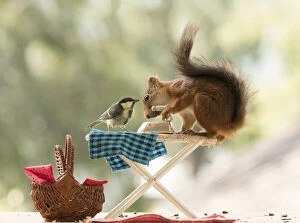 Images Dated 30th July 2021: Red Squirrel and great tit with a Ironing Board