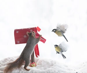 Red Squirrel and great tit with a mailbox Date: 01-12-2021