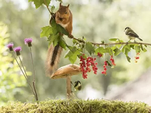 Images Dated 22nd July 2021: Red Squirrel and great tit with mushroom, red currant and thistle Date: 21-07-2021