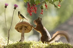 Images Dated 22nd July 2021: Red Squirrel and great tit with mushroom, red currant and thistle Date: 21-07-2021