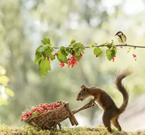 Images Dated 25th July 2021: Red Squirrel and great tit with red currant and wheelbarrow Date: 25-07-2021