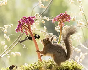Images Dated 27th May 2021: red squirrel and great tit stand with Bergenia flowers Date: 27-05-2021