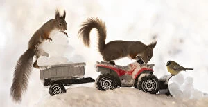 Images Dated 27th February 2021: Red Squirrel and great tit are standing on a Quadbike with ice balls Date: 27-01-2021