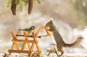 Animal Wildlife Gallery: red squirrel and great tit are standing with a saw and saw block on ice Date: 02-03-2021