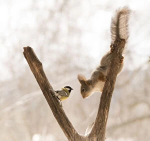 Birch Gallery: Red Squirrel and great tit on tree branch     Date: 30-04-2021