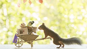 Images Dated 4th September 2021: Red Squirrel and great tit with wheelbarrow and funiture