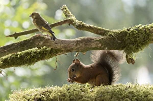 Chloris Chloris Gallery: Red Squirrel and greenfinch stand on branch with moss Date: 13-08-2021
