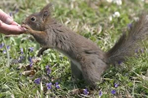 Images Dated 5th April 2003: Red Squirrel - being hand fed nuts