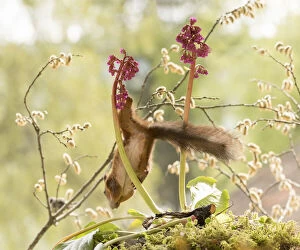 red squirrel is hanging upside down from a Bergenia flower Date: 26-05-2021