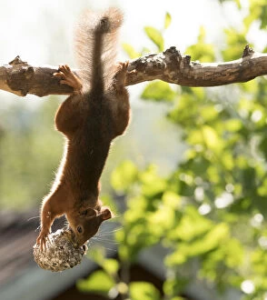 Breakfast Gallery: Red Squirrel hanging upside down with pinecone     Date: 21-07-2021