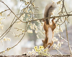 Red Squirrel hanging up side down from willow branches Date: 12-05-2021