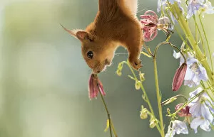 Images Dated 6th July 2021: Red Squirrel hangs upside with lily and Delphinium flowers Date: 05-07-2021