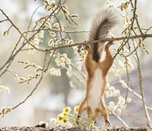 Red Squirrel hangs down from a willow flower branch Date: 12-05-2021